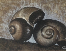 Nautilus Shells in Sepia