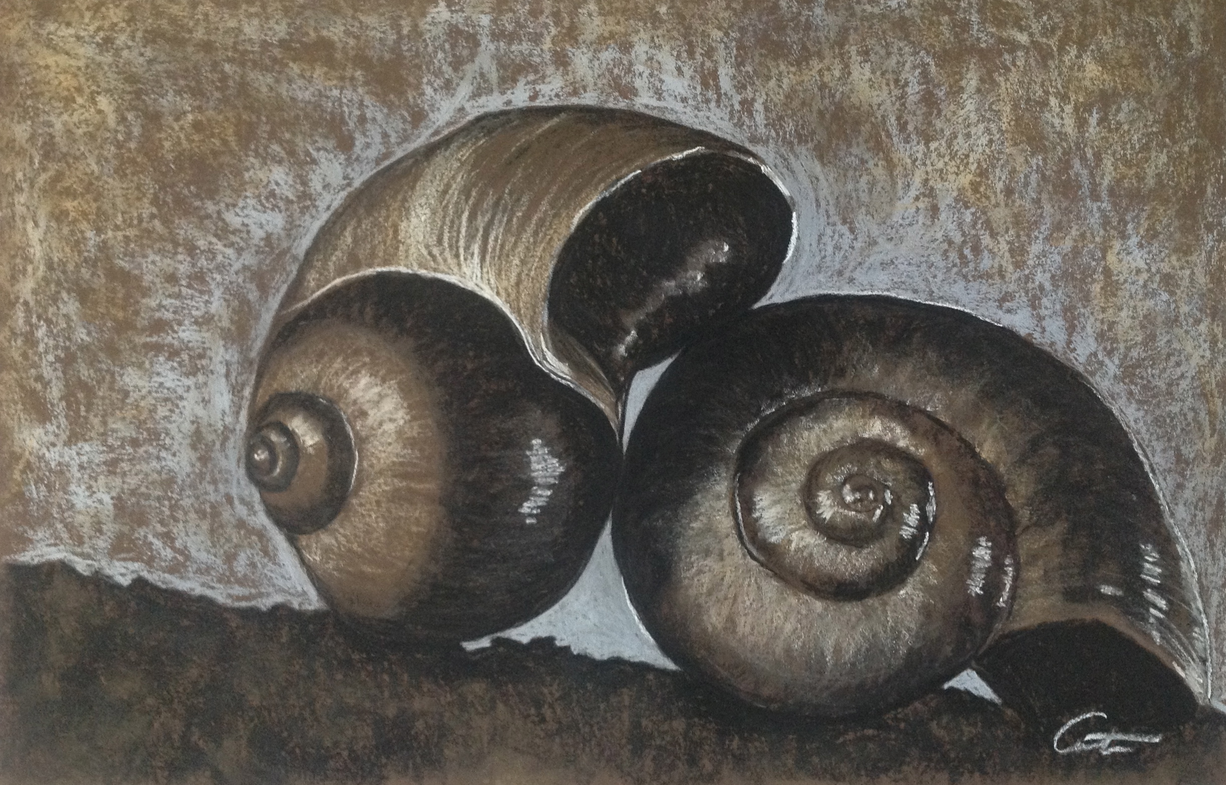 Nautilus Shells inspired by Ruth Bernhardt