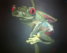 Red Eyed Green Tree Frog on Stem