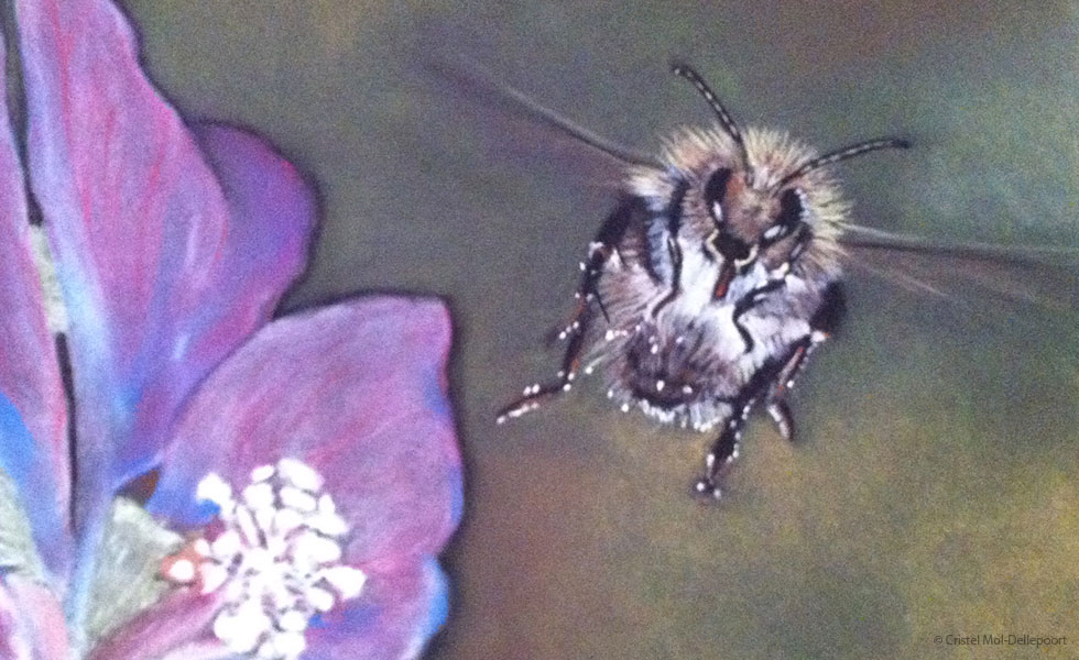 Pastel Drawing of Bumblebee Hovering over Pink Flower