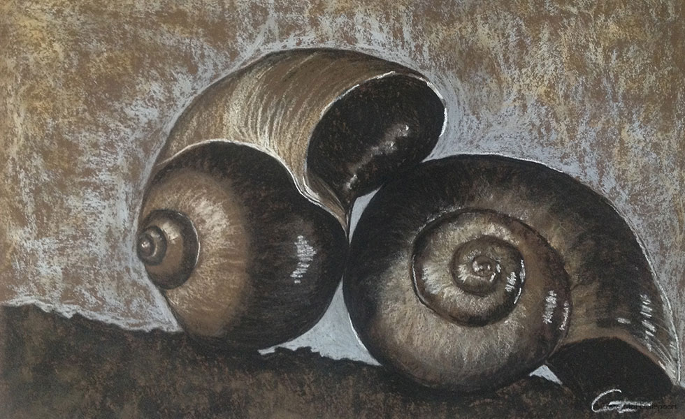 Pastel Drawing of Nautilus Sea Shells