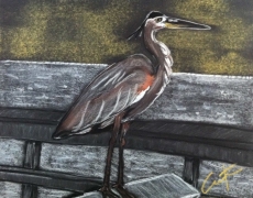Heron on Hunting Island Fishing Dock