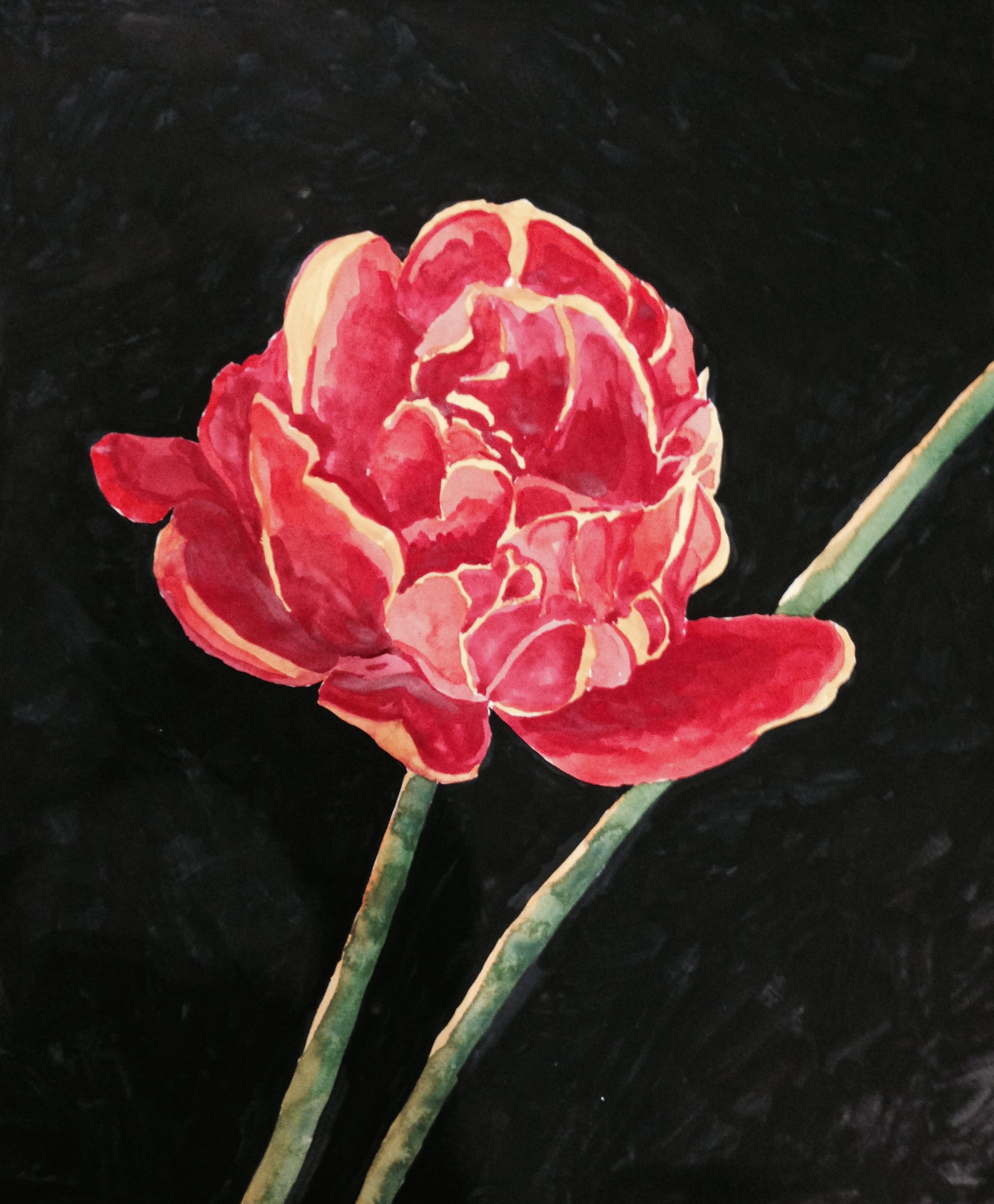tulip on black background watercolour
