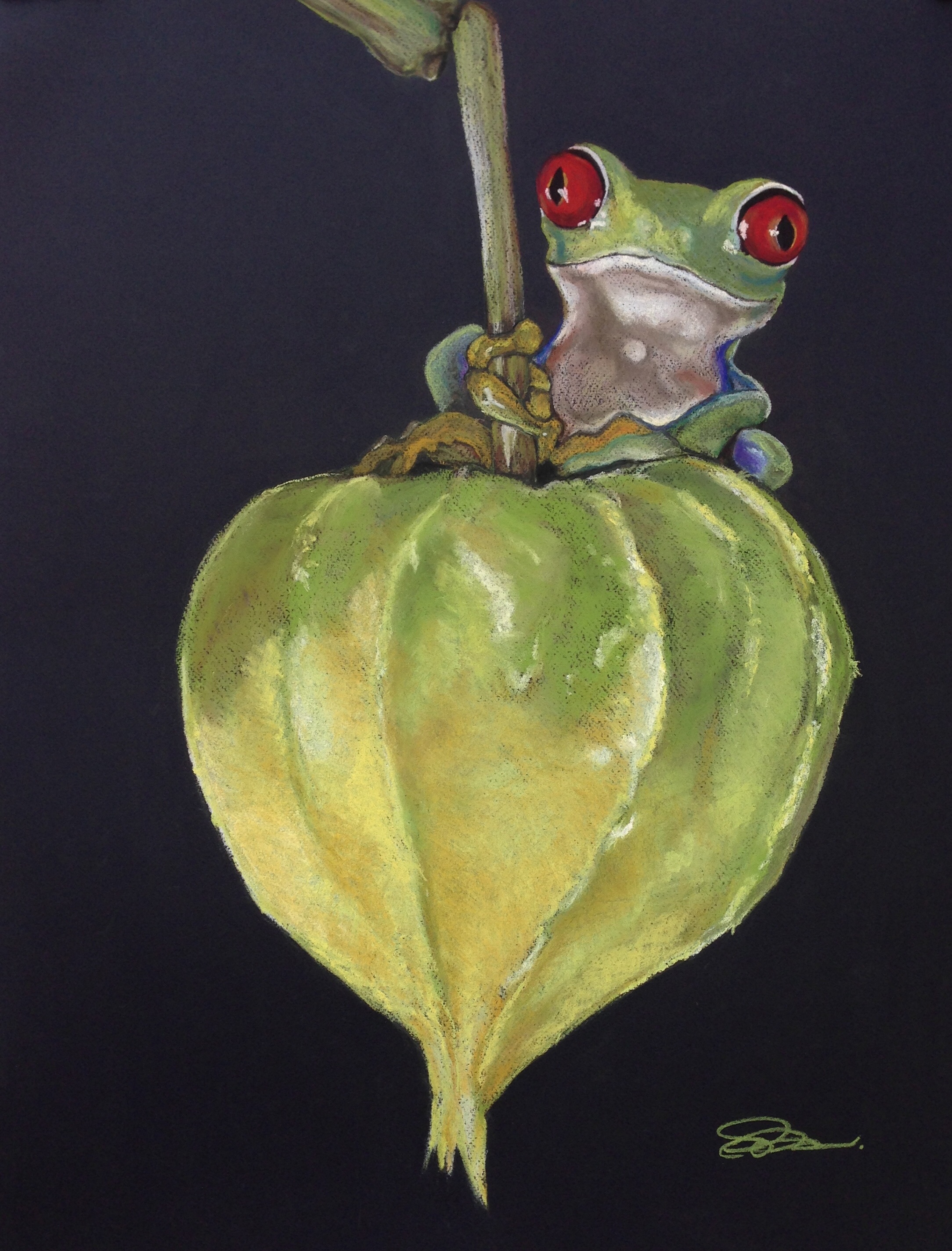 Red-eyed Tree Frog on Seed Pod