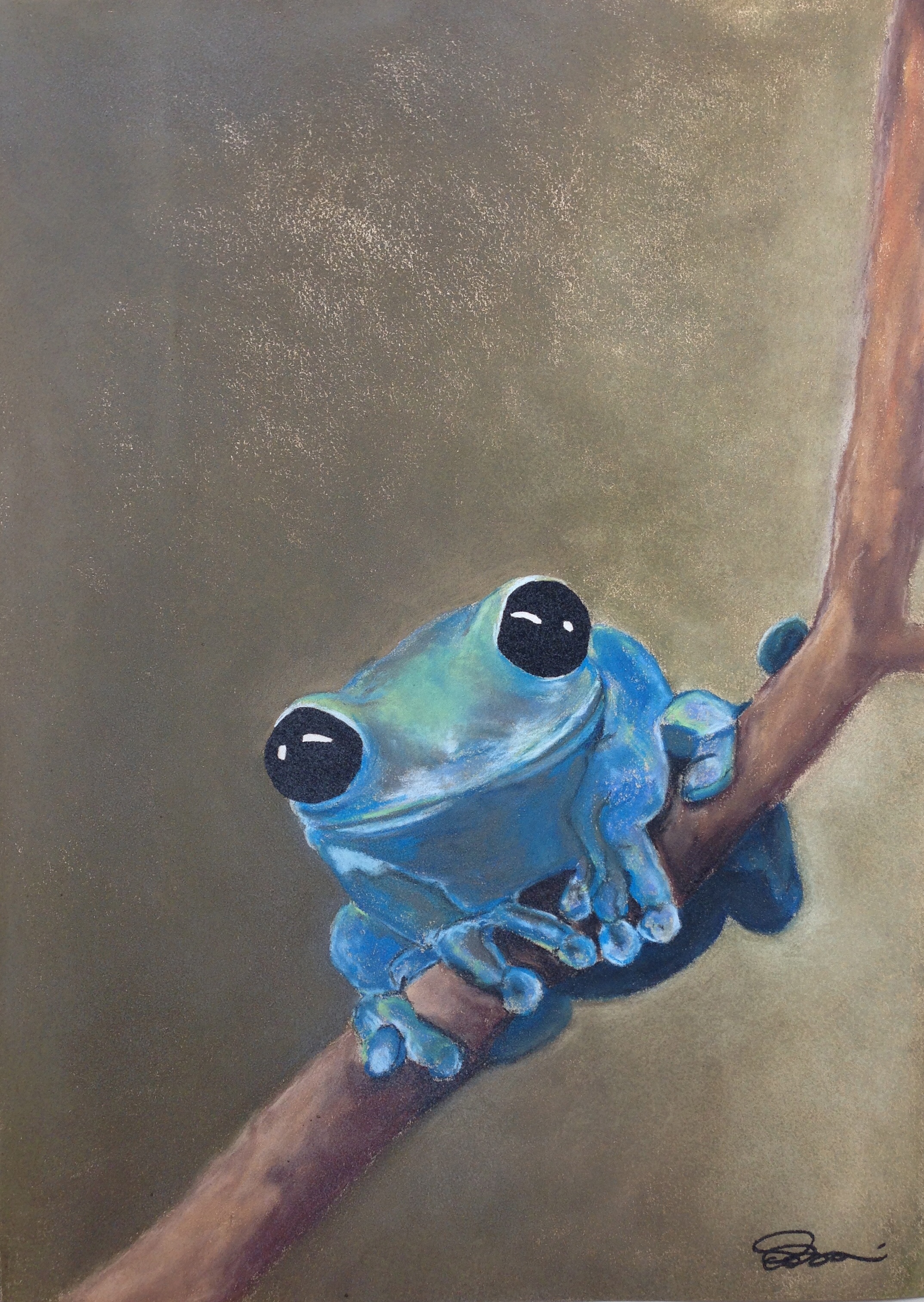 Baby Black Eyed Tree Frog
