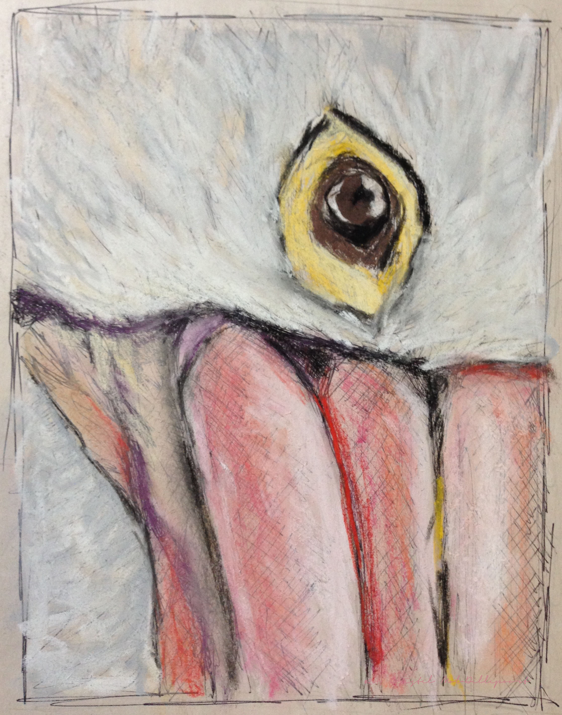 pelican-gaze-study-cmd-pastel