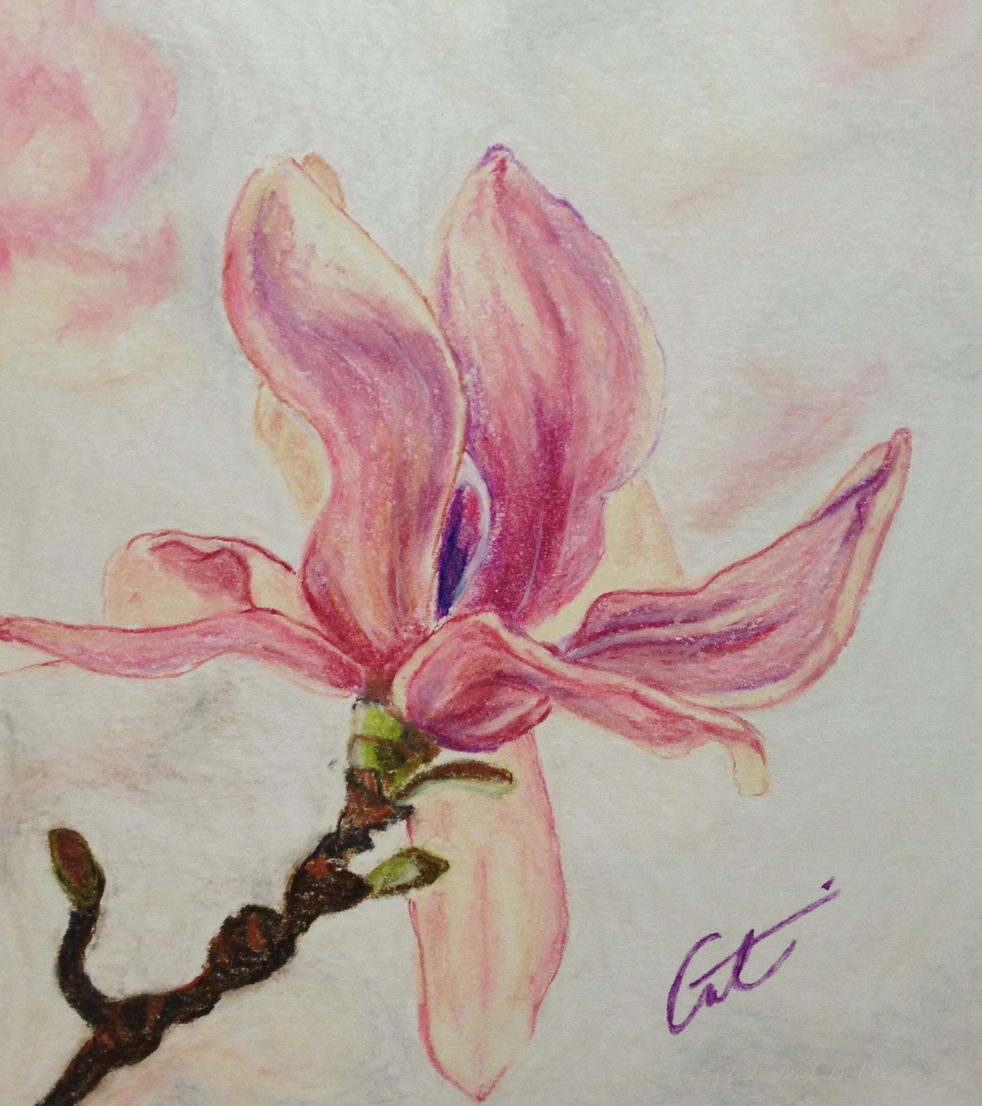 magnolia-flower-pastel-cmd