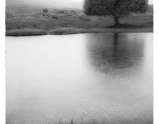 Misty Morning by the Pond